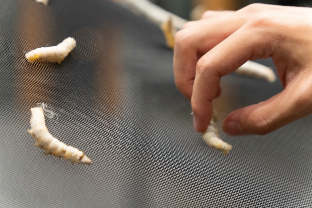 SILK-BioCraft Image 16